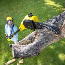 Best Tree Preservation Services  in Tuscola, IL